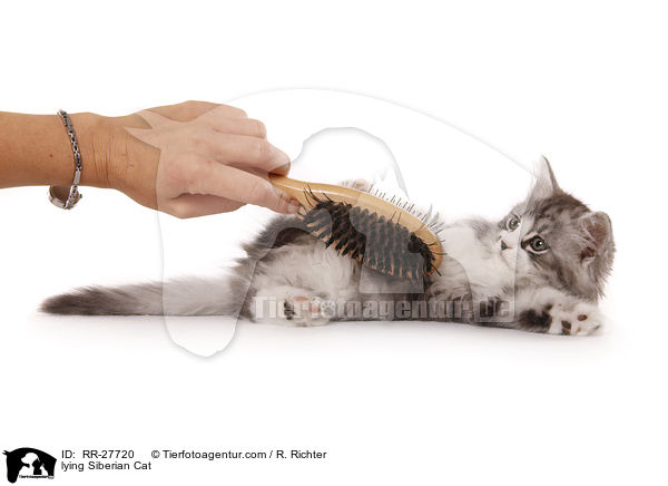 liegende Sibirische Katze / lying Siberian Cat / RR-27720