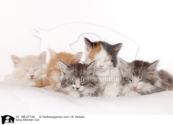 liegende Sibirische Katze / lying Siberian Cat / RR-27728
