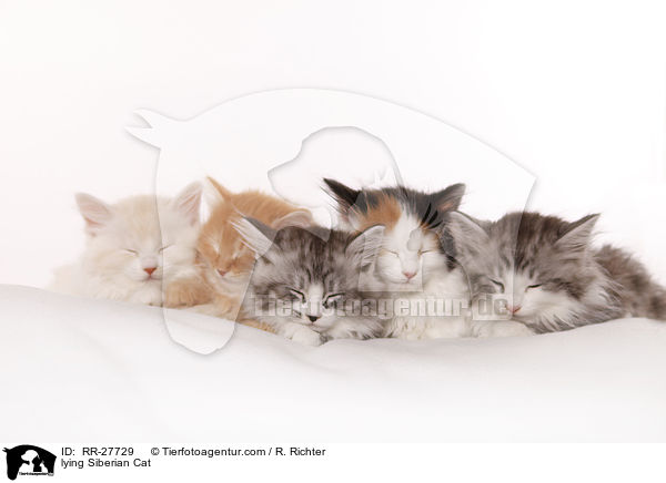 liegende Sibirische Katze / lying Siberian Cat / RR-27729