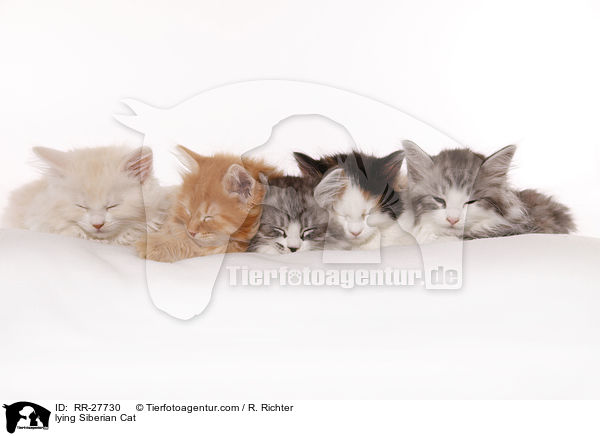 liegende Sibirische Katze / lying Siberian Cat / RR-27730