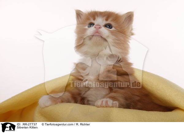 Sibirisches Ktzchen / Siberian Kitten / RR-27737