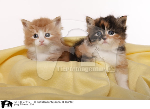 liegende Sibirische Katze / lying Siberian Cat / RR-27742