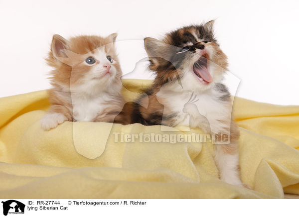 liegende Sibirische Katze / lying Siberian Cat / RR-27744