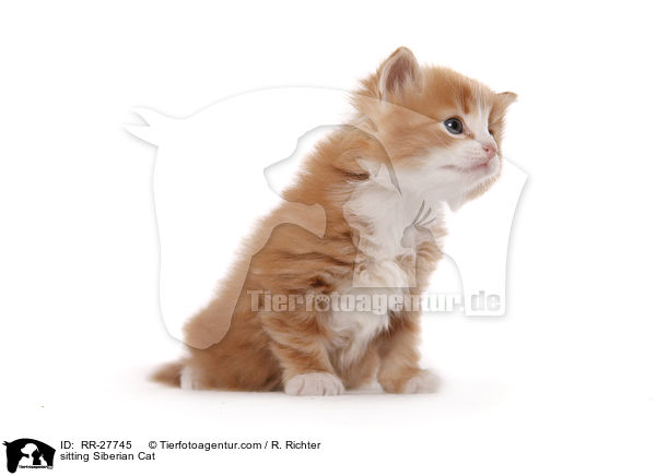 sitzende Sibirische Katze / sitting Siberian Cat / RR-27745