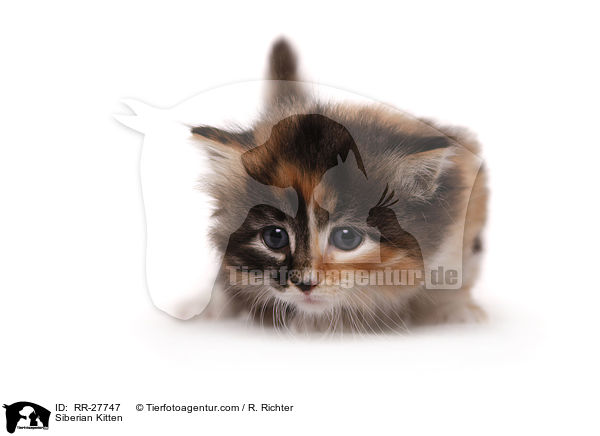 Sibirisches Ktzchen / Siberian Kitten / RR-27747