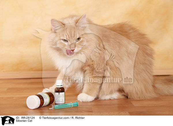 Sibirische Katze / Siberian Cat / RR-28124