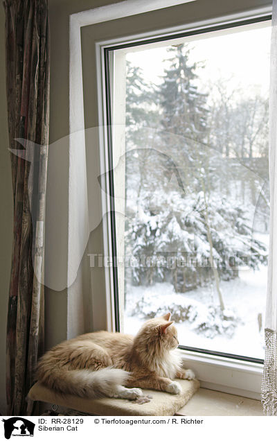 Sibirische Katze / Siberian Cat / RR-28129