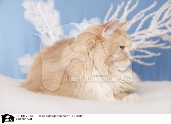 Sibirische Katze / Siberian Cat / RR-28130