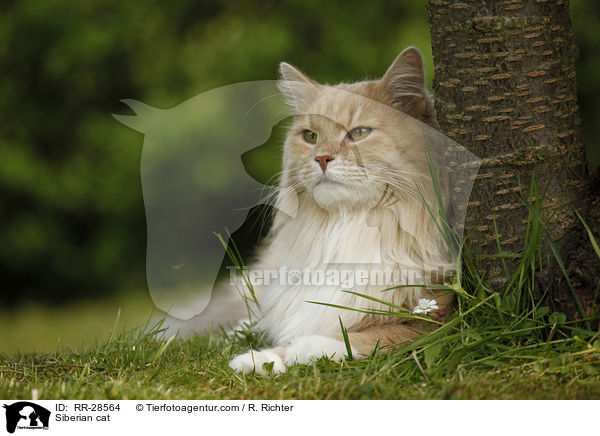 Sibirische Katze / Siberian cat / RR-28564