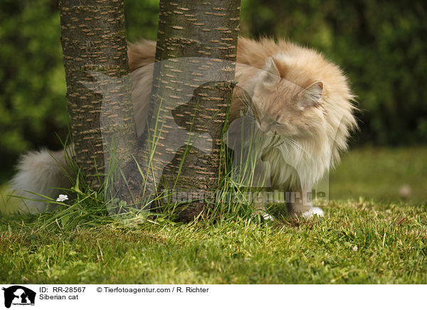 Sibirische Katze / Siberian cat / RR-28567