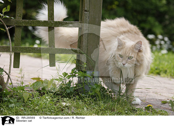 Sibirische Katze / Siberian cat / RR-28569