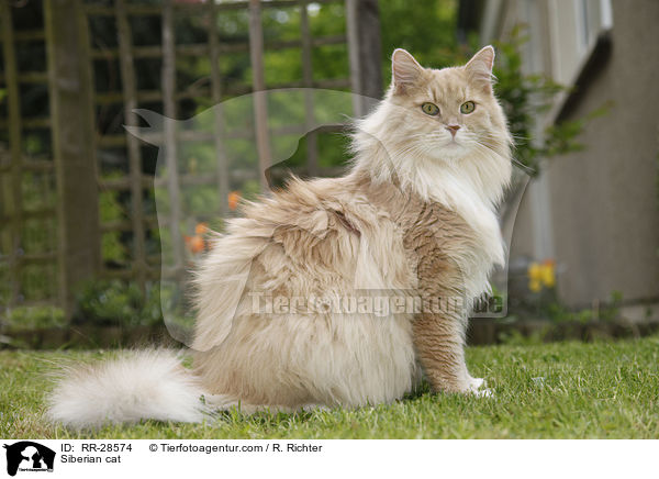 Sibirische Katze / Siberian cat / RR-28574