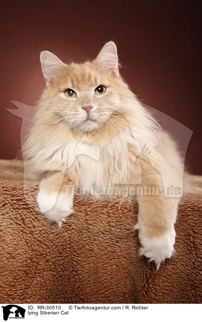 liegende Sibirische Katze / lying Siberian Cat / RR-30510