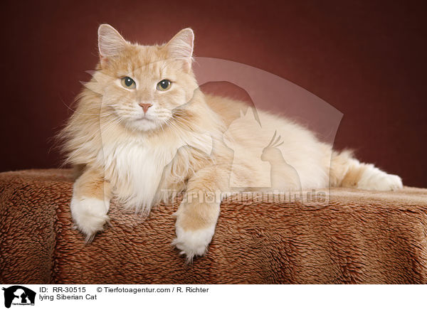 liegende Sibirische Katze / lying Siberian Cat / RR-30515