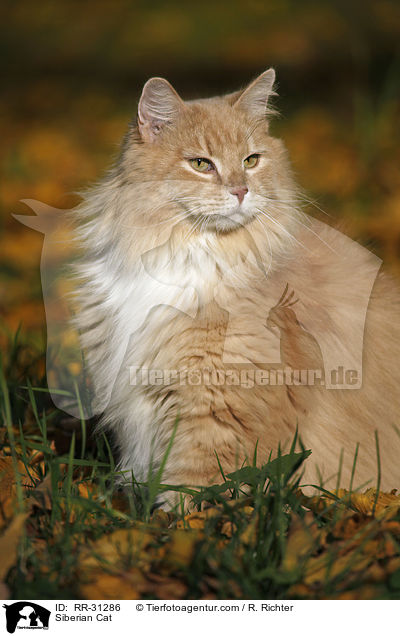 Sibirische Katze / Siberian Cat / RR-31286