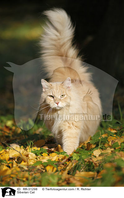 Sibirische Katze / Siberian Cat / RR-31298