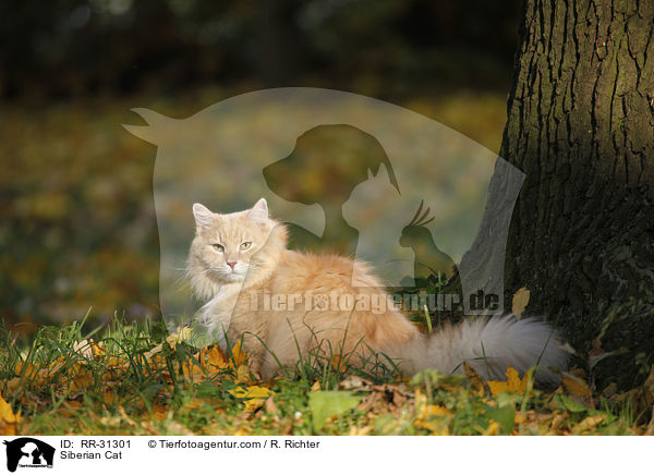 Sibirische Katze / Siberian Cat / RR-31301