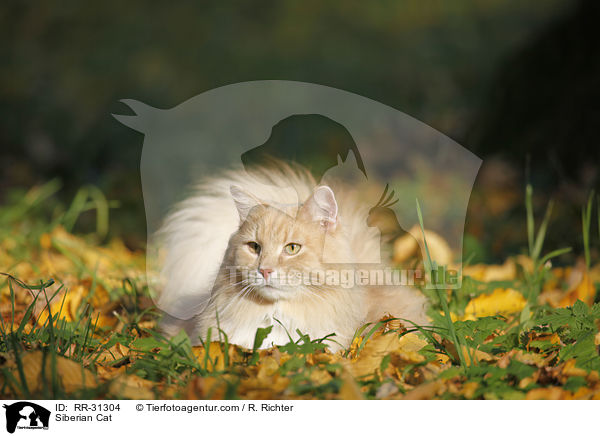 Sibirische Katze / Siberian Cat / RR-31304