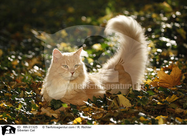 Sibirische Katze / Siberian Cat / RR-31325