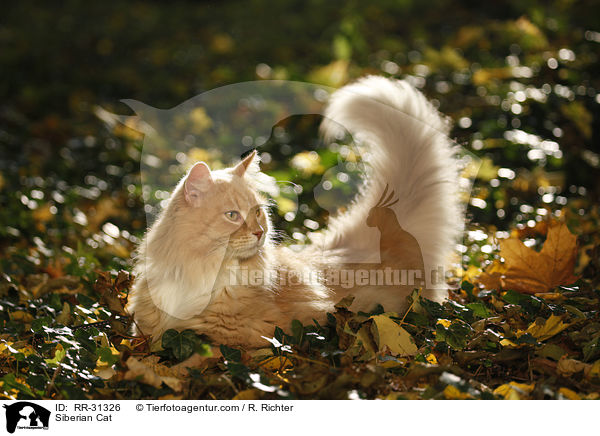 Sibirische Katze / Siberian Cat / RR-31326
