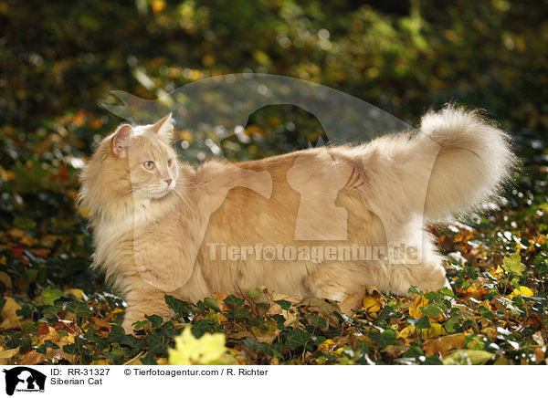 Sibirische Katze / Siberian Cat / RR-31327