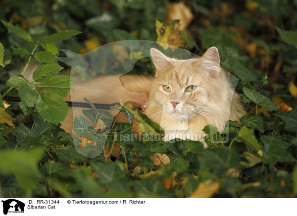 Sibirische Katze / Siberian Cat / RR-31344
