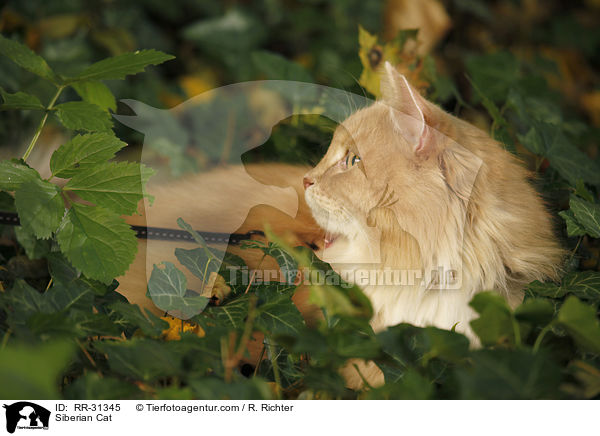 Sibirische Katze / Siberian Cat / RR-31345