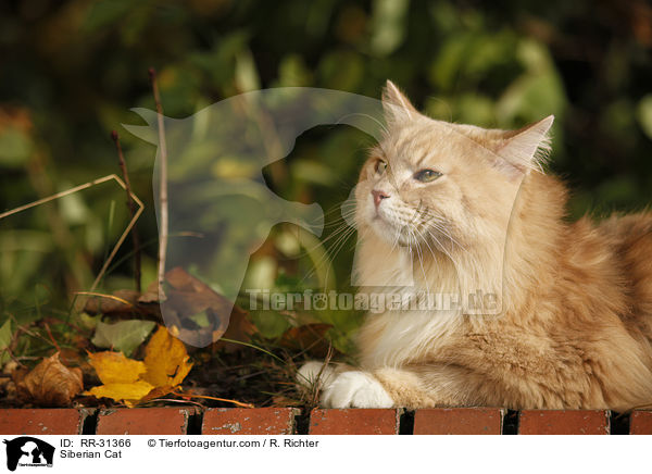Sibirische Katze / Siberian Cat / RR-31366