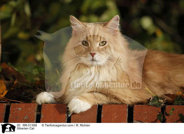 Sibirische Katze / Siberian Cat / RR-31368