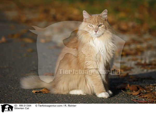 Sibirische Katze / Siberian Cat / RR-31384