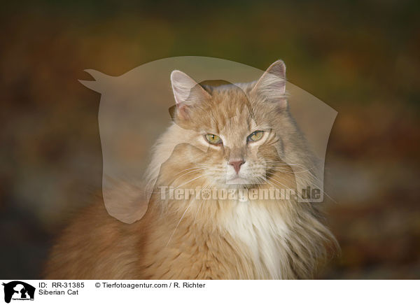 Sibirische Katze / Siberian Cat / RR-31385