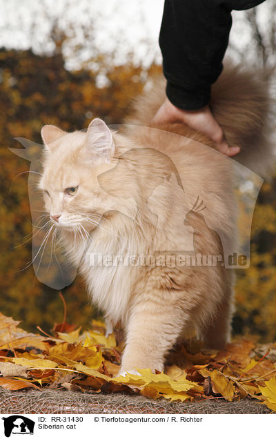 Siberian cat / RR-31430
