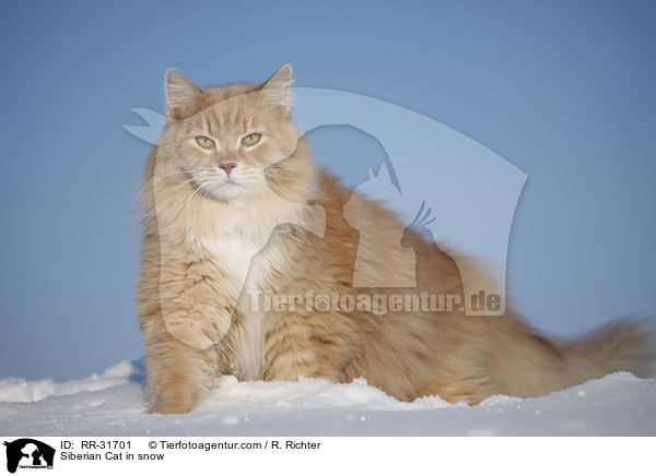 Sibirische Katze im Schnee / Siberian Cat in snow / RR-31701