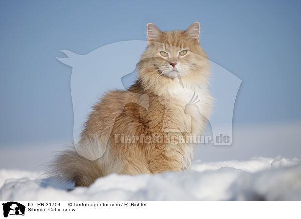 Sibirische Katze im Schnee / Siberian Cat in snow / RR-31704
