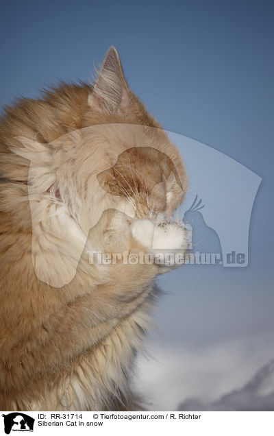 Sibirische Katze im Schnee / Siberian Cat in snow / RR-31714