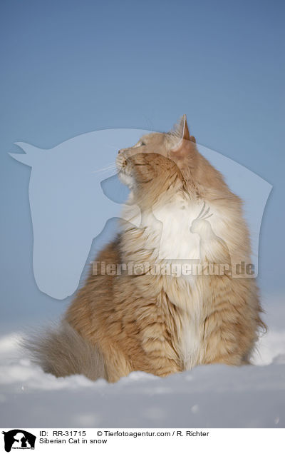 Sibirische Katze im Schnee / Siberian Cat in snow / RR-31715