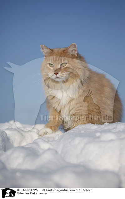Sibirische Katze im Schnee / Siberian Cat in snow / RR-31725