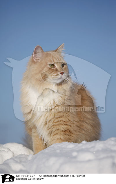 Sibirische Katze im Schnee / Siberian Cat in snow / RR-31727