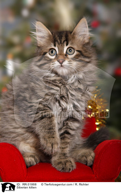 Sibirisches Ktzchen / Siberian kitten / RR-31868