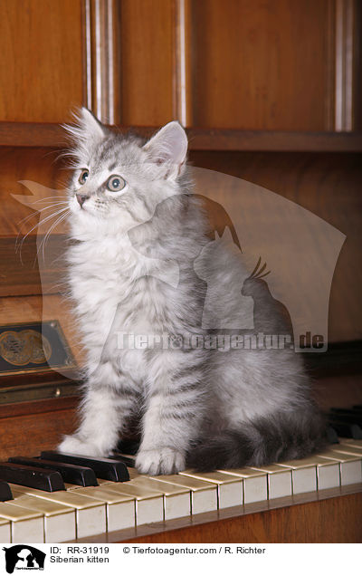 Sibirisches Ktzchen / Siberian kitten / RR-31919