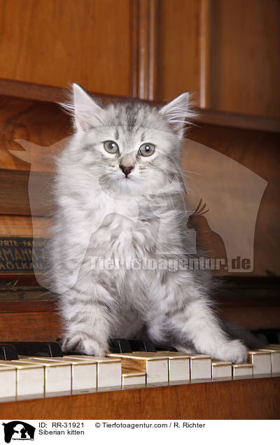 Sibirisches Ktzchen / Siberian kitten / RR-31921