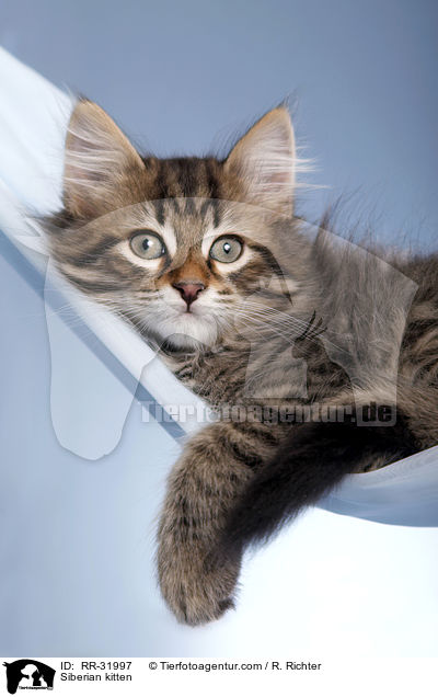 Sibirisches Ktzchen / Siberian kitten / RR-31997