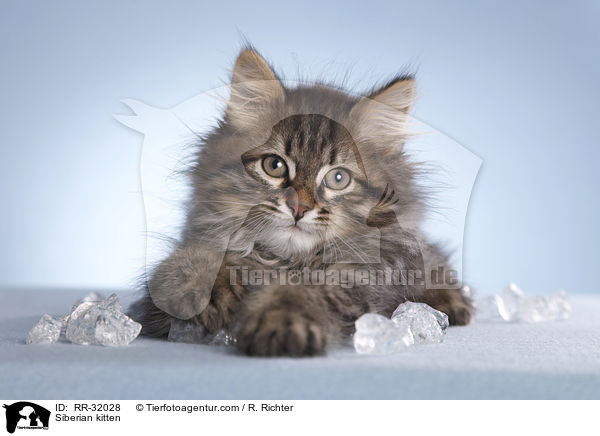Sibirisches Ktzchen / Siberian kitten / RR-32028