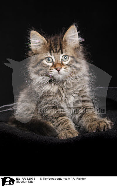 Siberian kitten / RR-32073