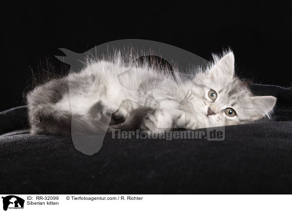 Siberian kitten / RR-32099