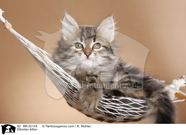 Sibirisches Ktzchen / Siberian kitten / RR-32145