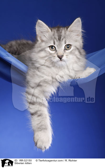 Sibirisches Ktzchen / Siberian kitten / RR-32150