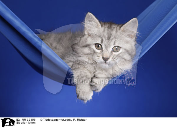 Sibirisches Ktzchen / Siberian kitten / RR-32155