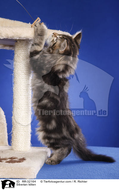Siberian kitten / RR-32164