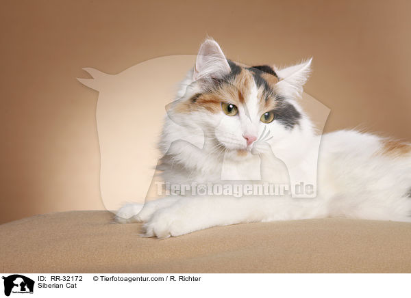 Sibirische Katze / Siberian Cat / RR-32172